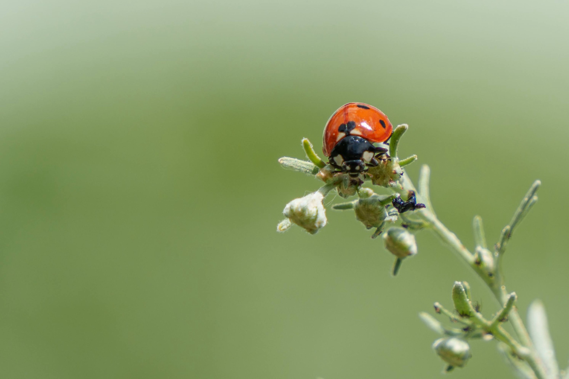Ladybug on plant tip against soft green bokeh